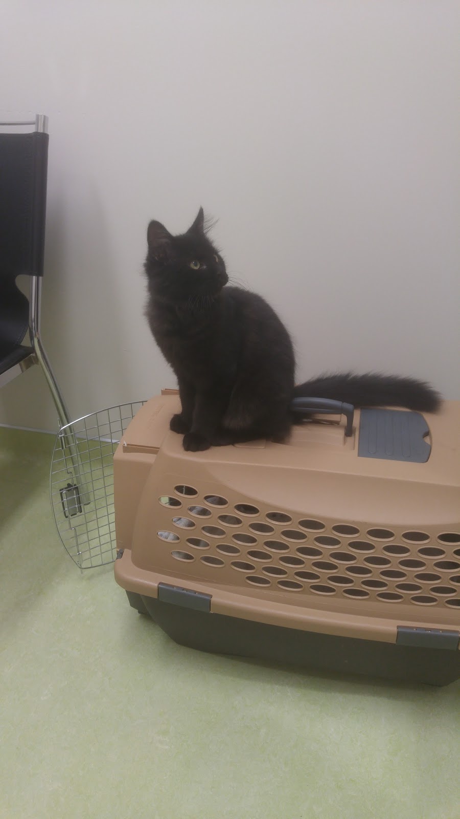 Happy Paws Vet Clinic | 1301 8 St SW #5, Airdrie, AB T4B 3Y2, Canada | Phone: (403) 299-0336