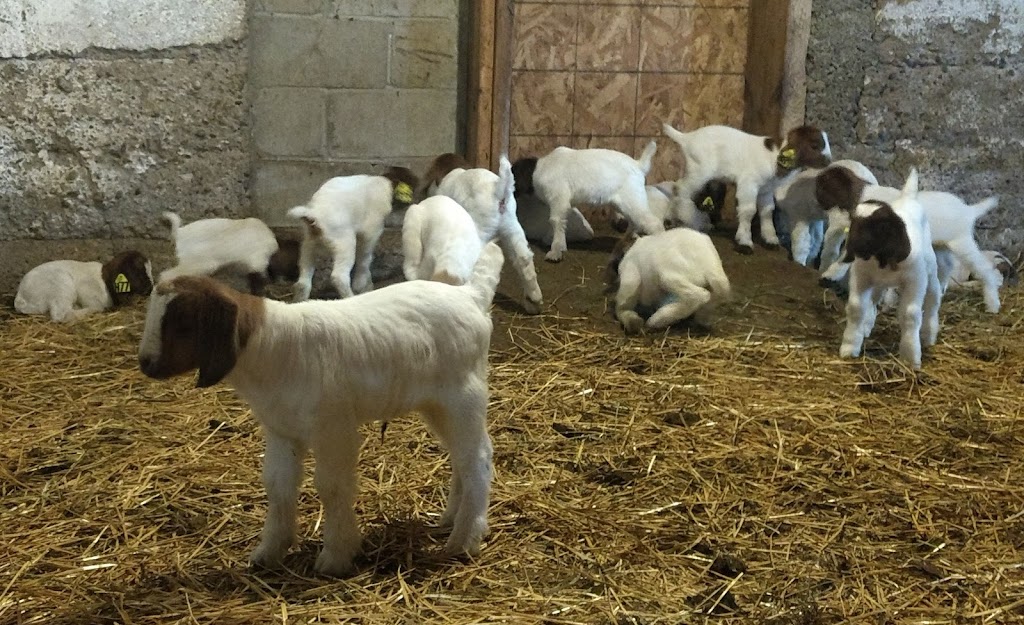 Big Creek Goats | 1438 Brant County Hwy 54, Caledonia, ON N3W 2G9, Canada | Phone: (905) 981-1789