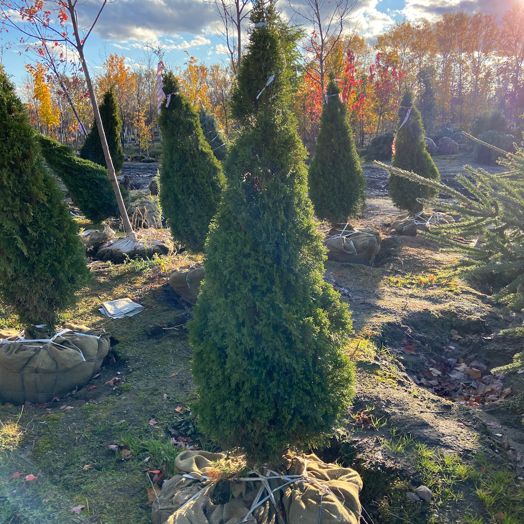 Rockwood Forest Nurseries | 437 Mark Rd, Cameron, ON K0M 1G0, Canada | Phone: (705) 374-4700