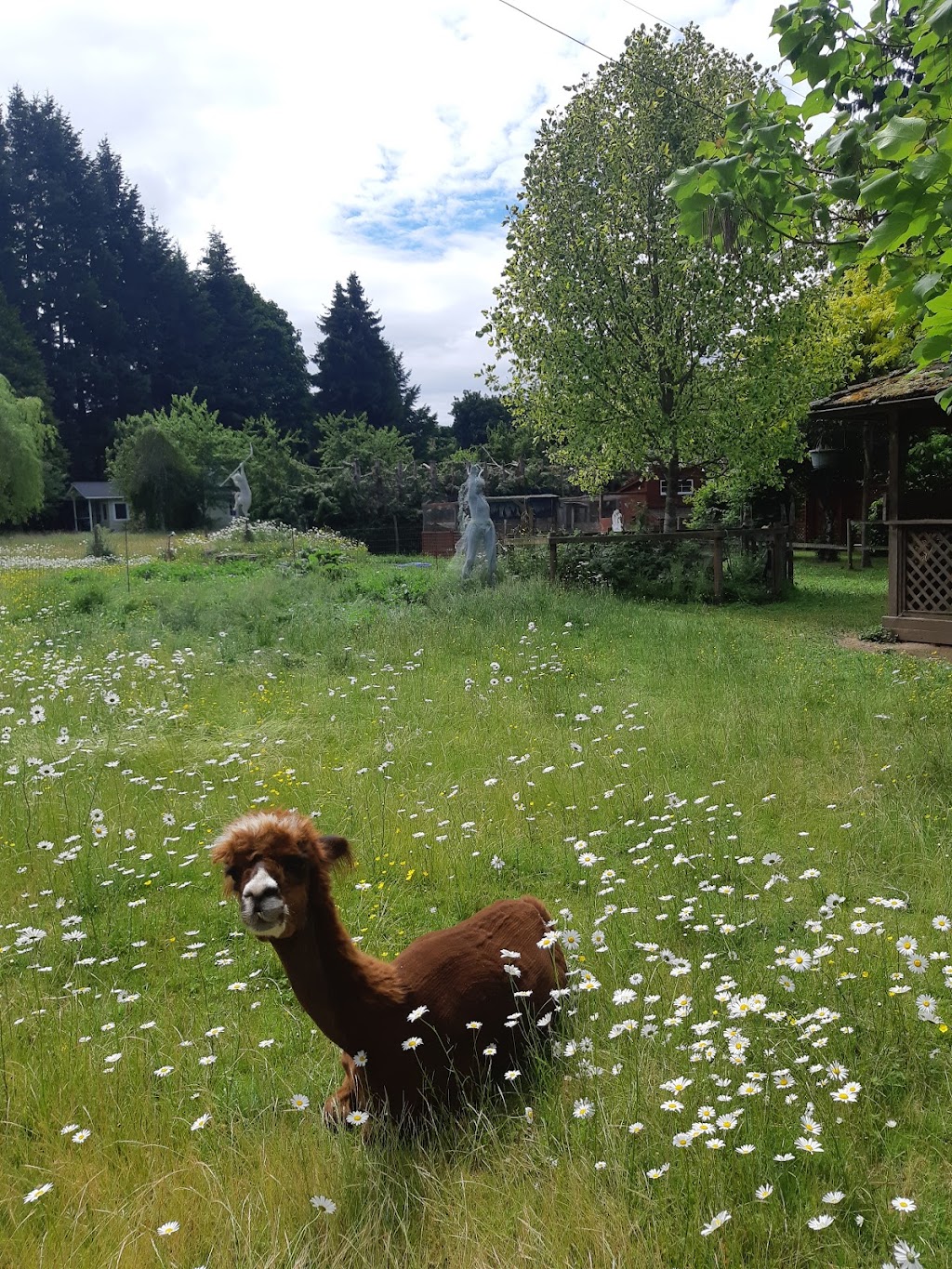 Comfy Cat Boarding Kennel | 5320 Island Hwy W, Qualicum Beach, BC V9K 1Z2, Canada | Phone: (250) 757-9991
