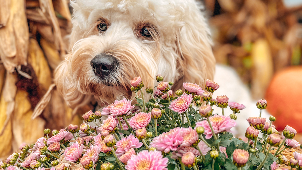 Elle’s Dog Pack | 15117 Medway Rd, Arva, ON N0M 1C0, Canada | Phone: (548) 388-2027