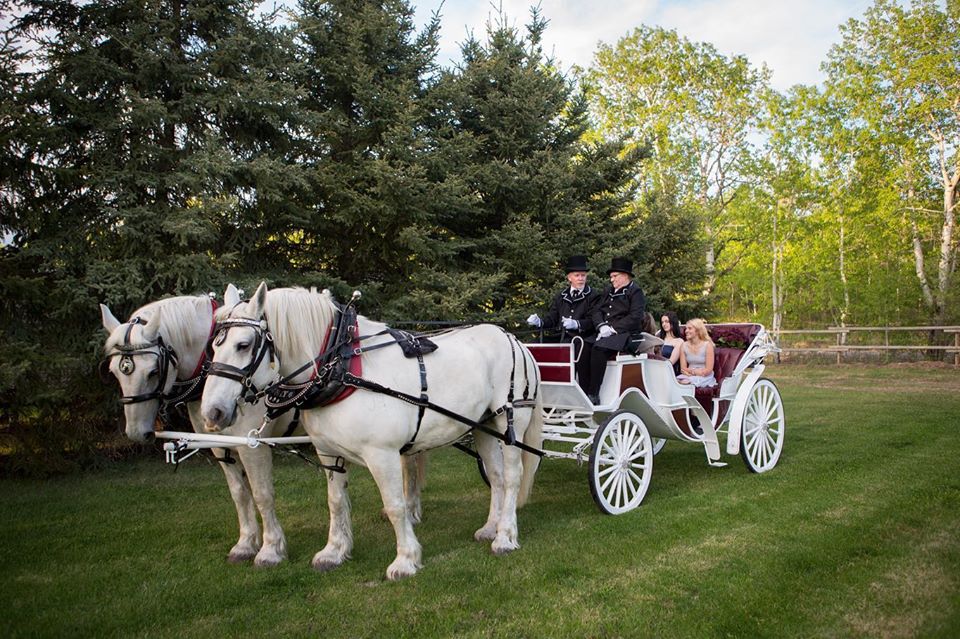 Iron Horse Turtle Ranch Carriage and Sleigh Service | 51222 RR# 224, Sherwood Park, AB T8C 1H3, Canada | Phone: (780) 718-7734