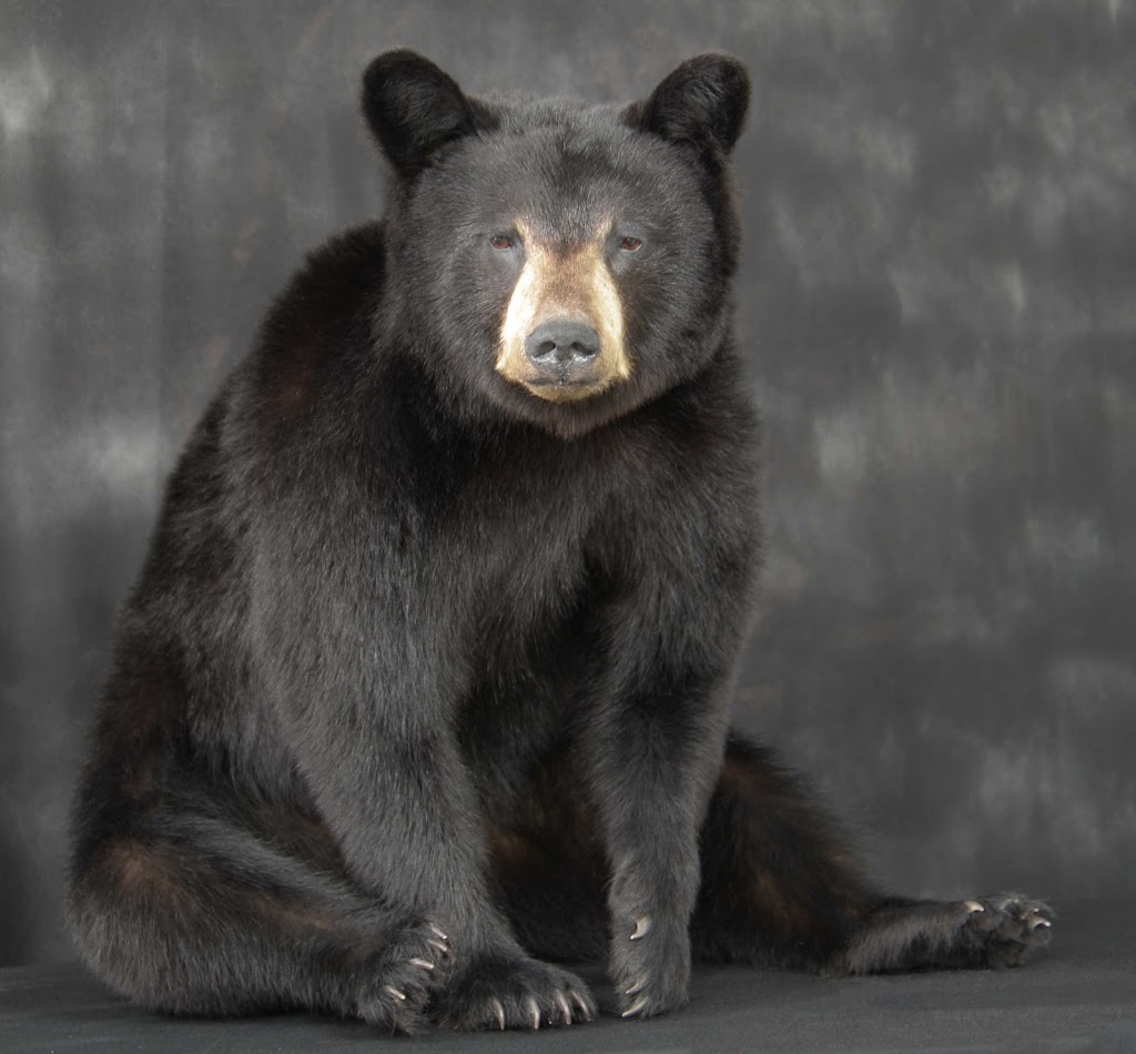 Solitude Taxidermy | 53314 Range Rd 272, Parkland County, AB T7X 3B2, Canada | Phone: (780) 690-6911