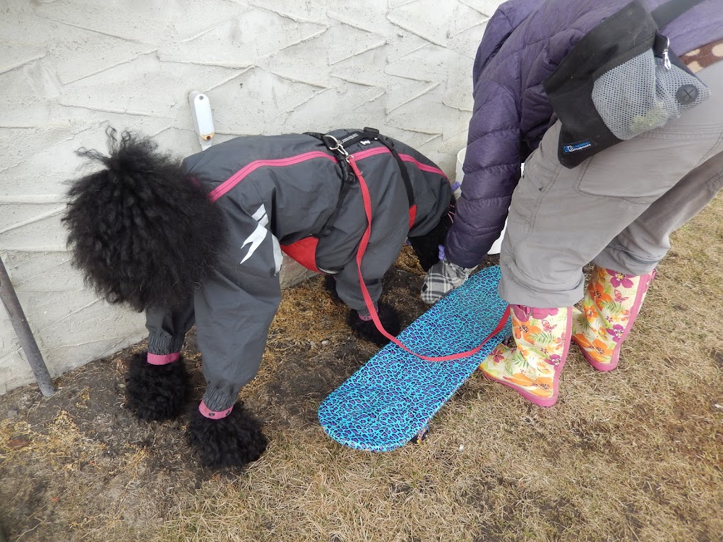 Off on the Right Paw - Dog Training Services | 8512 47 Ave NW, Calgary, AB T3B 1Z9, Canada | Phone: (403) 698-6639
