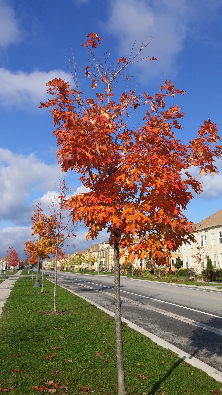 Frisby Park | 15 Murison Dr, Markham, ON L6C 0J3, Canada