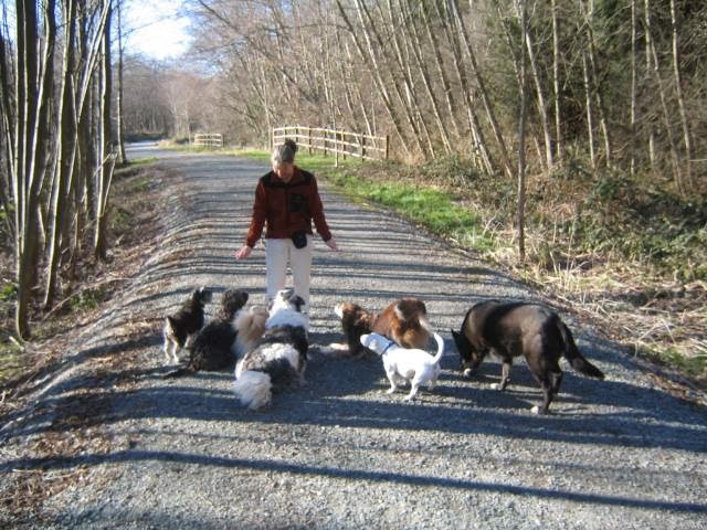 Canine Conduct Training Solutions | 7778 Sturgess Rd, Black Creek, BC V9J 1G7, Canada | Phone: (250) 898-3173