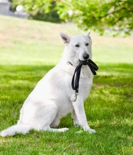Niagara Dog Training | 32 Lakeshore Rd, St. Catharines, ON L2N 2S9, Canada | Phone: (289) 401-8884
