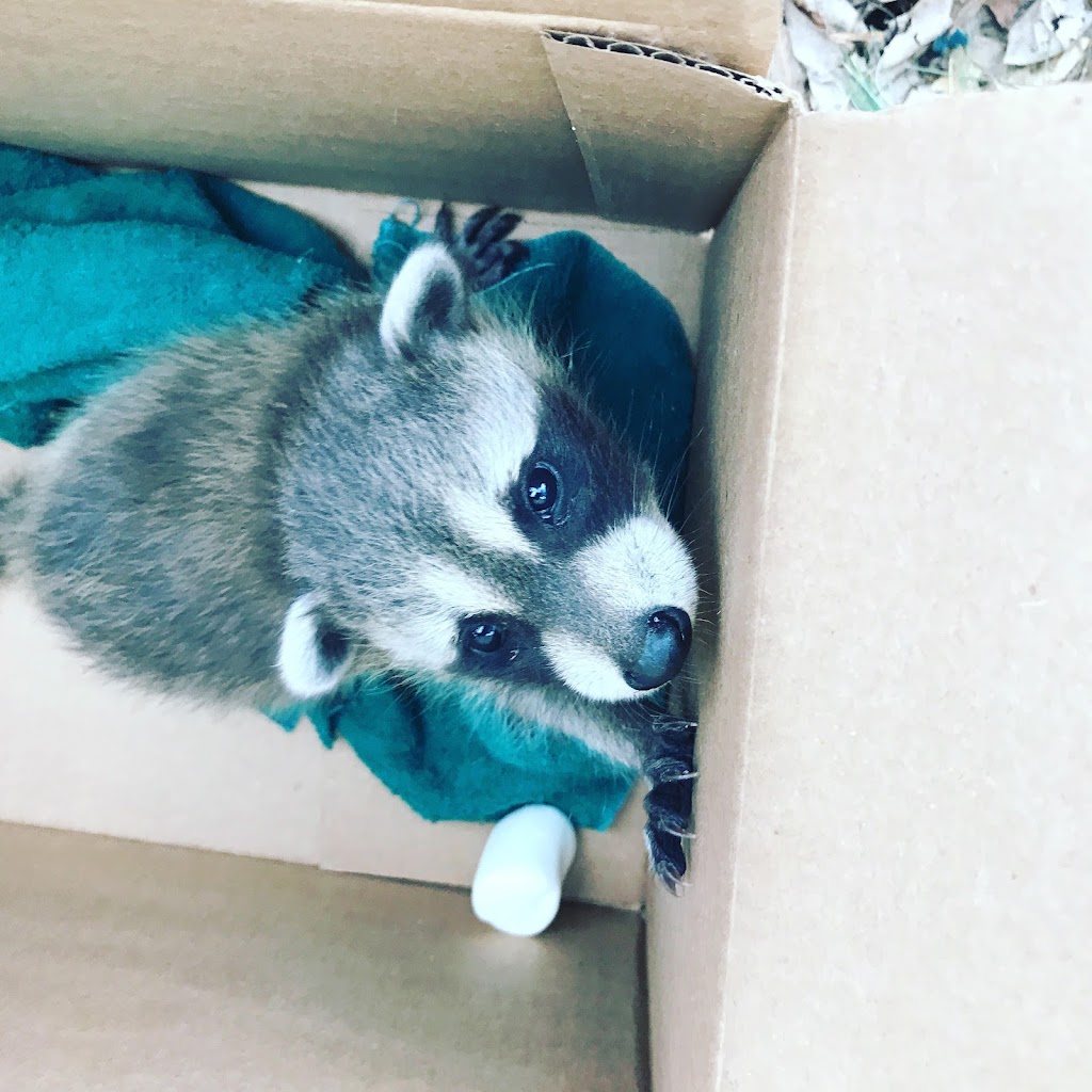 Extermination Wildlife Outaouais Inc | 225 Rue Principale #6, Saint-André-Avellin, QC J0V 1W0, Canada | Phone: (819) 968-5797