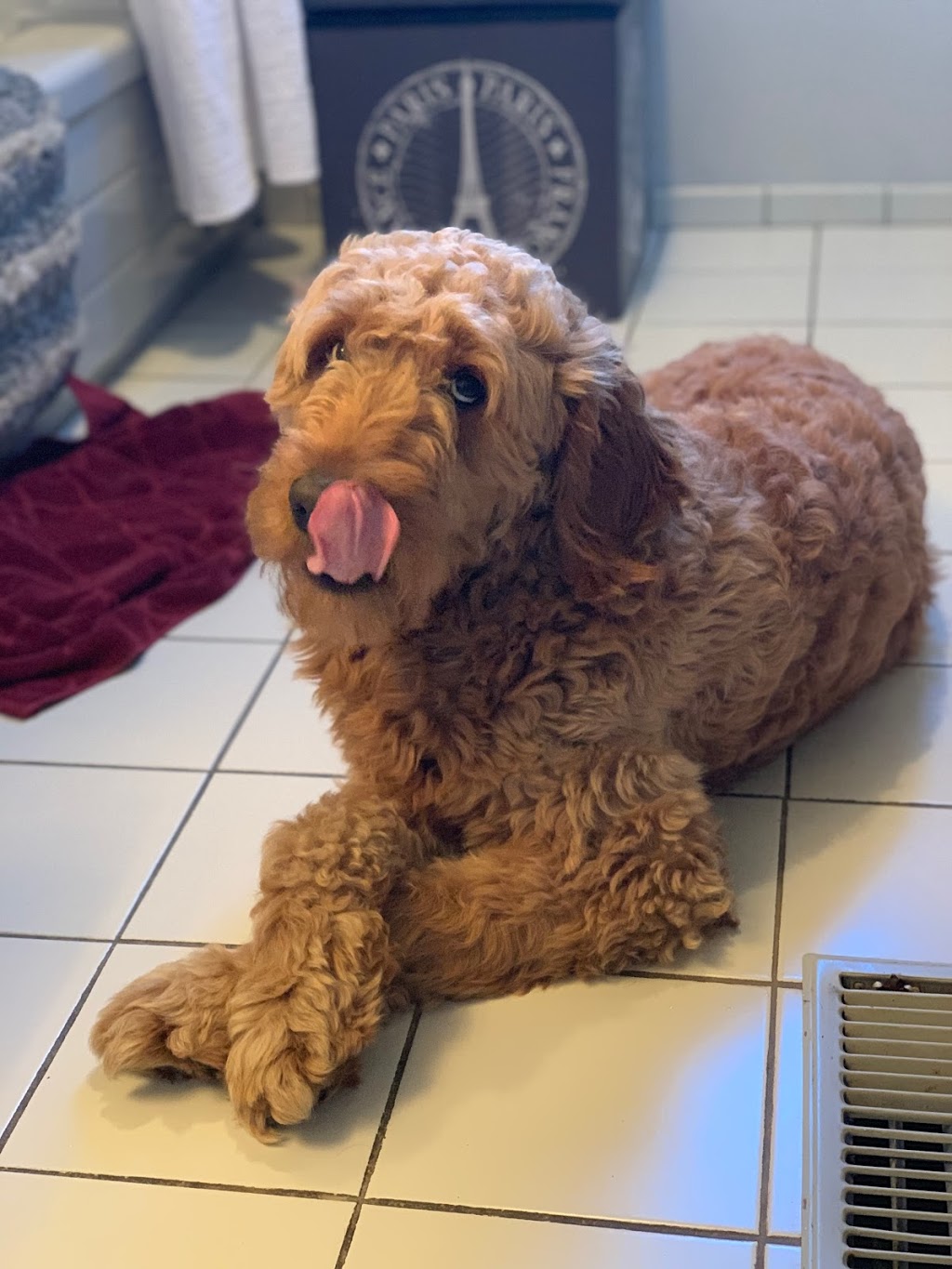 For Your Fur Kids | 9889 Tecumseh Rd E, Windsor, ON N8R 1A5, Canada | Phone: (519) 956-7337