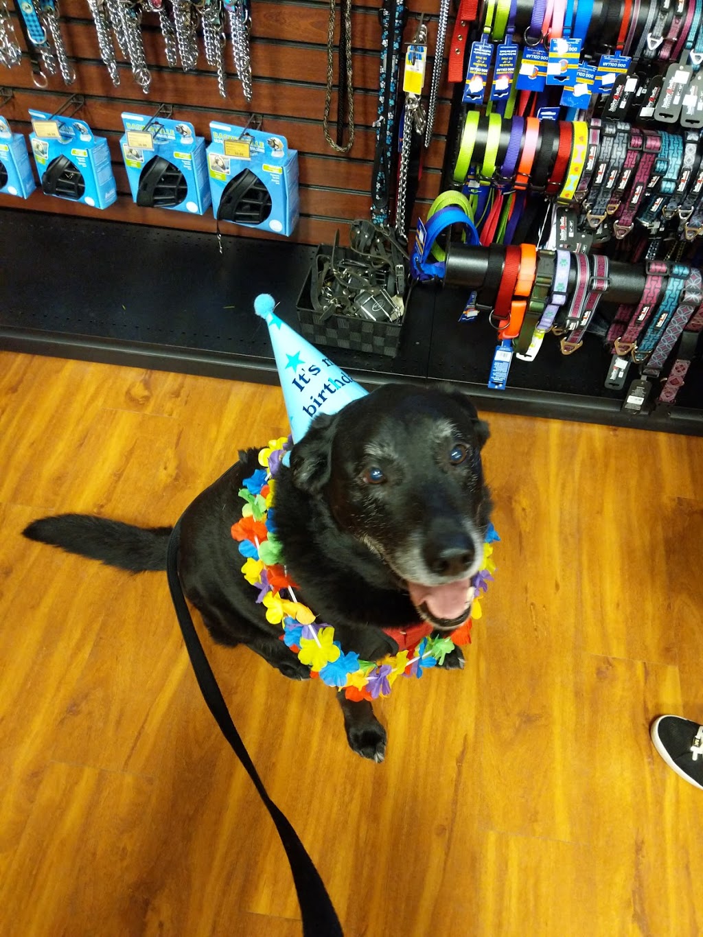 Pet Valu | 473 Norwich Ave, Woodstock, ON N4S 9A2, Canada | Phone: (519) 602-6030
