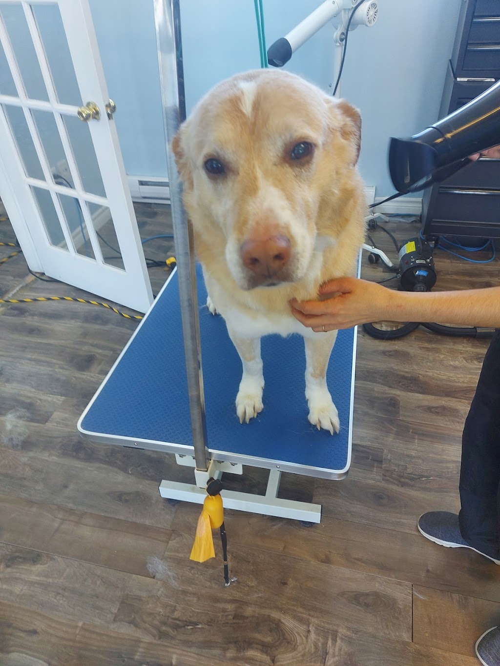 Toilettage Dieppe Dog and Cat Grooming | 675 Babin St, Dieppe, NB E1A 5M7, Canada | Phone: (506) 869-9999