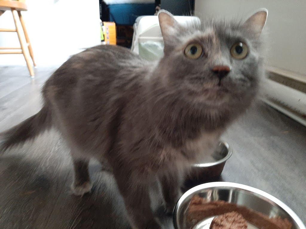 Hamilton Burlington SPCA | 245 Dartnall Rd, Hamilton, ON L8W 3V9, Canada | Phone: (905) 574-7722
