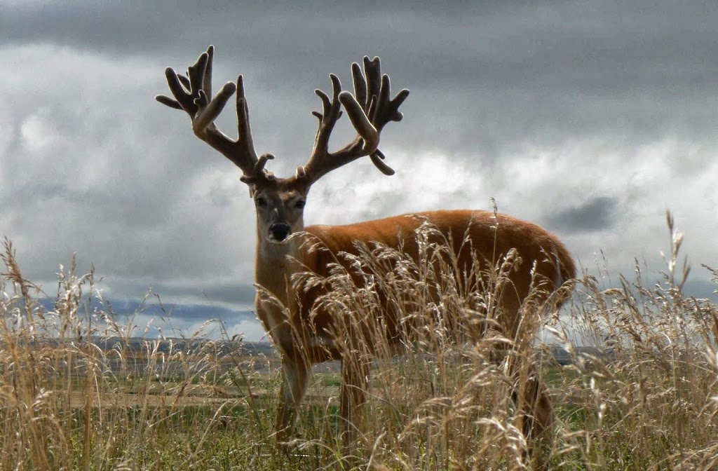 Hartland Whitetails | NE Section 19 13 25 W2, Box 187, Briercrest, SK S0H 0K0, Canada | Phone: (306) 313-1151