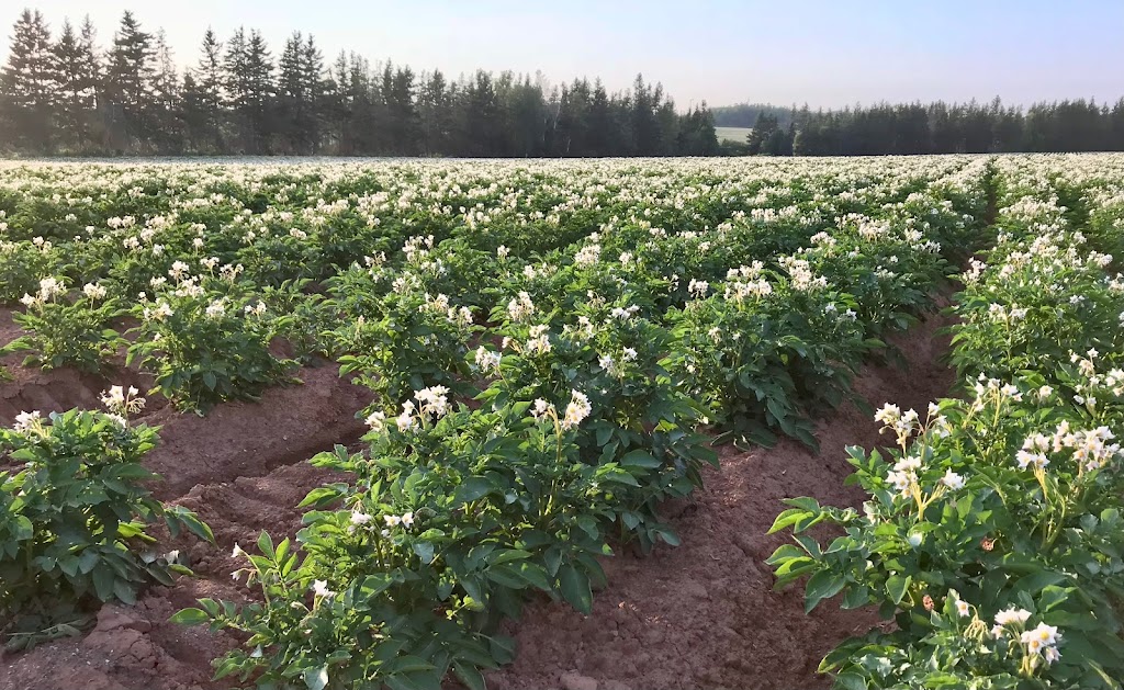 PEI Potato Blossom Festival Inc | OLeary Rd #454, OLeary, PE C0B 1V0, Canada | Phone: (902) 726-3300