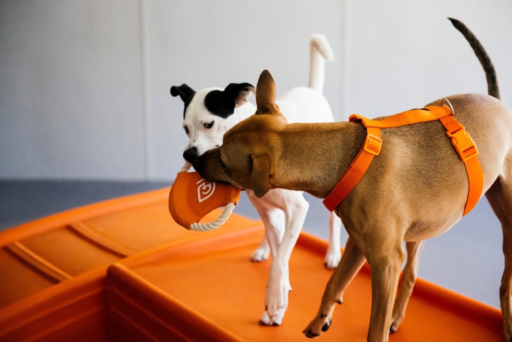 Dogtopia of Lionhead | 8265 Financial Dr Unit 1, Brampton, ON L6Y 1M1, Canada | Phone: (647) 317-1631