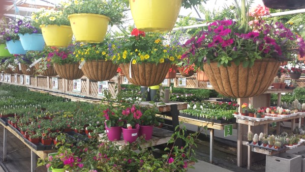 Van Luyk Greenhouses and Garden Centre | 1728 Gore Rd, London, ON N5W 5L5, Canada | Phone: (519) 455-2646