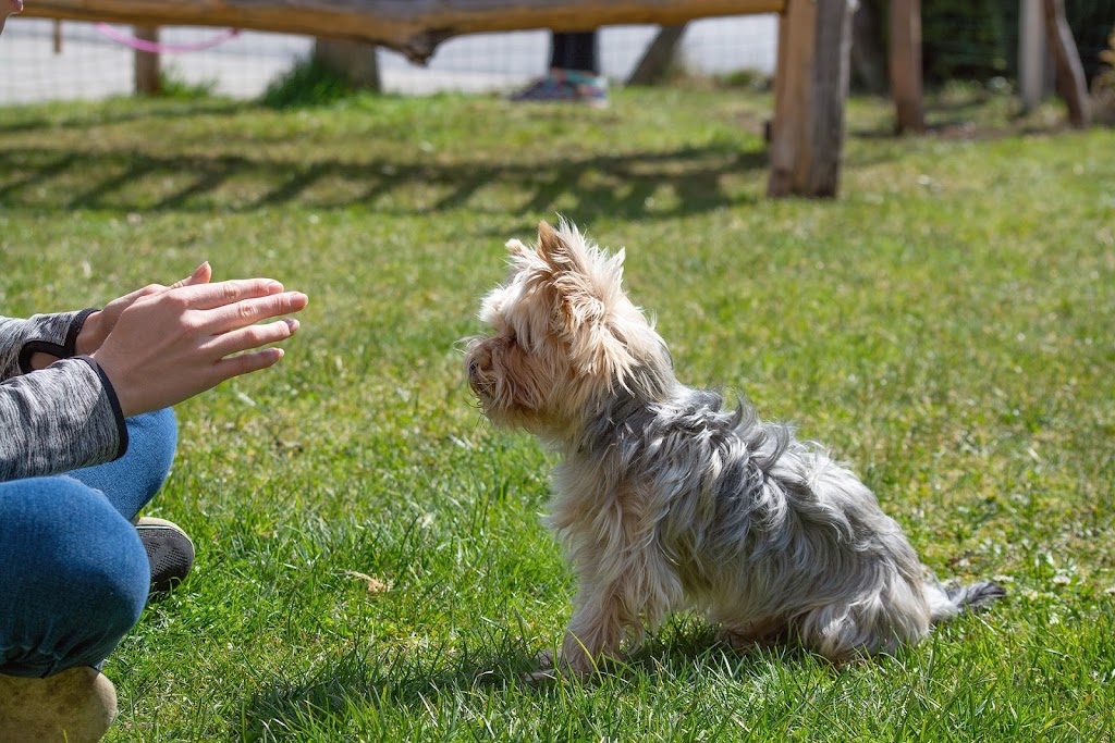 S.O.S. Félin Canin - Éducation canine | 214 Rue Blake, Notre-Dame-du-Bon-Conseil, QC J0C 1A0, Canada | Phone: (819) 473-3460