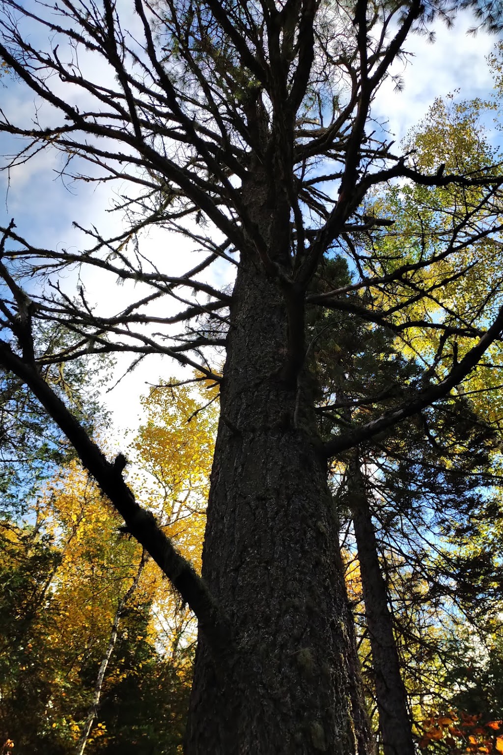 Hazelwood Lake Conservation Area | Thunder Bay, Unorganized, ON P0T, Canada | Phone: (807) 344-5857