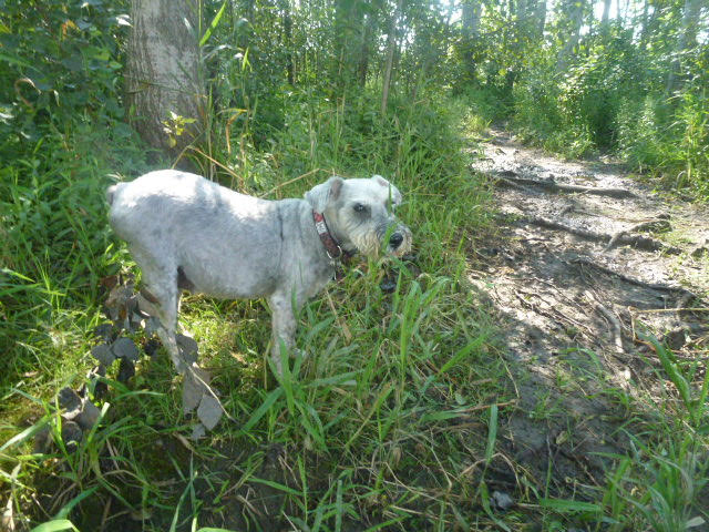 Kennel Land | 12527 Fifth Line Nass, Rockwood, ON N0B 2K0, Canada | Phone: (519) 853-9680