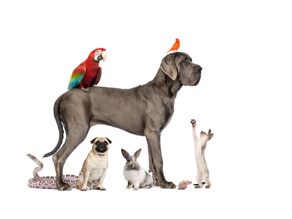 Pew Paw | 27 Upney Dr, Nepean, ON K2J 5G7, Canada | Phone: (819) 580-7240