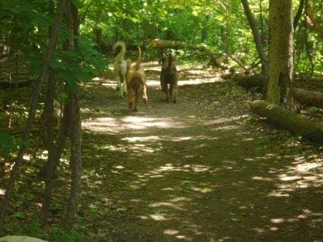 Puppy Dog Trails | 1358 Odessa Crescent, Oakville, ON L6H 1R8, Canada | Phone: (647) 376-7832
