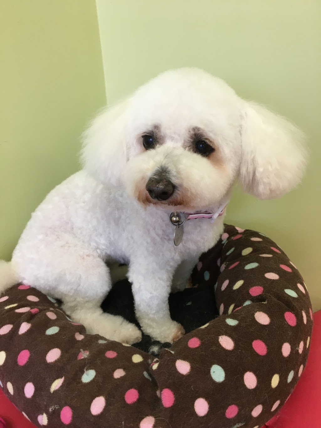Dog Station Grooming Training & More | 160-1960 Como Lake Ave, Coquitlam, BC V3J 3R3, Canada | Phone: (604) 936-7297