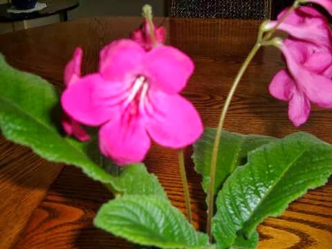 Bloomingpotty | 8395 NS-201, Middleton, NS B0S 1P0, Canada | Phone: (902) 825-4600