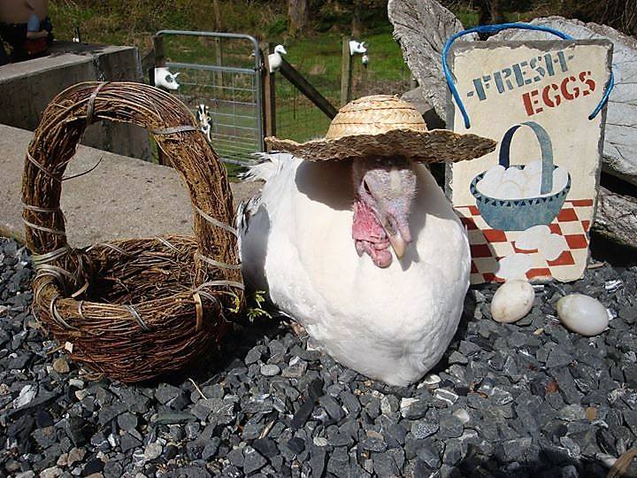 Portal Way Farm And Garden | 6100 Portal Way, Ferndale, WA 98248, USA | Phone: (360) 384-3688
