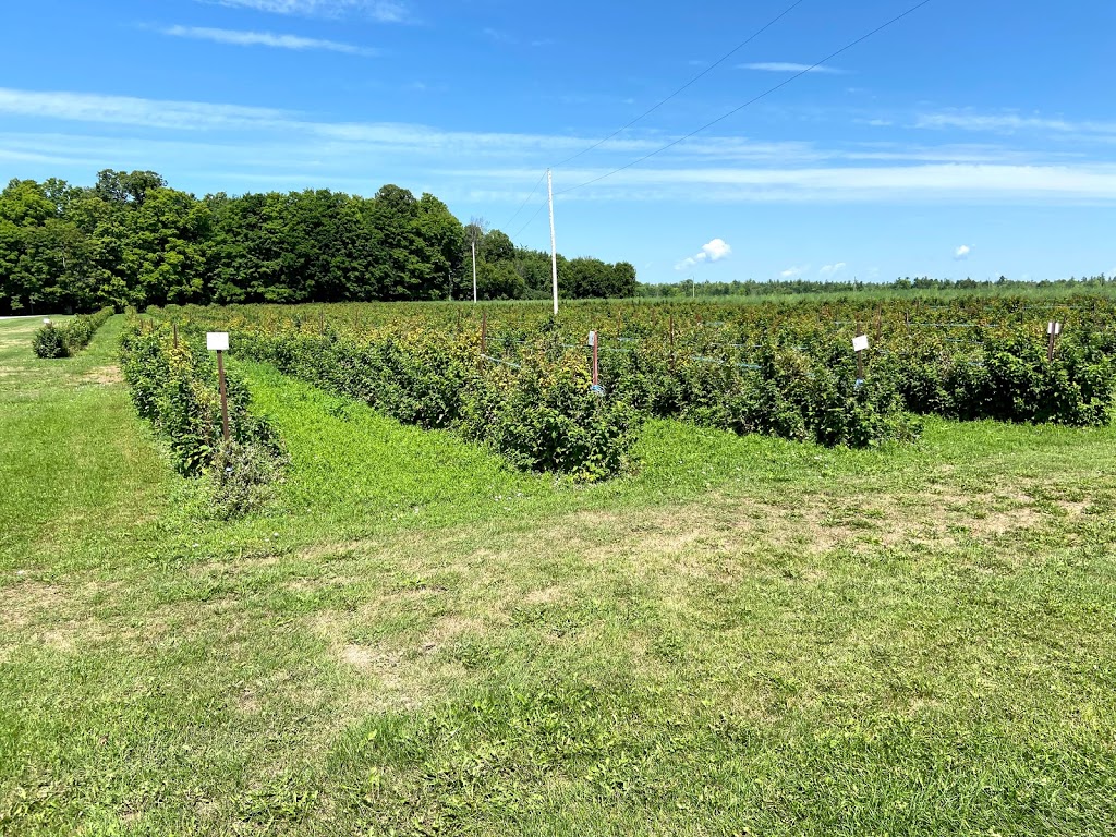 McGregors Produce | Lochwinnoch Rd, Braeside, ON K0A 1G0, Canada | Phone: (613) 432-9726