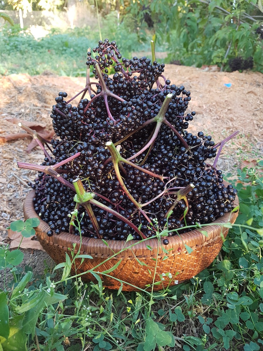 Wise Elder Elderberry Farm | 3086 Wilkinson Rd, Mill Bay, BC V0R 2P2, Canada | Phone: (250) 710-0313