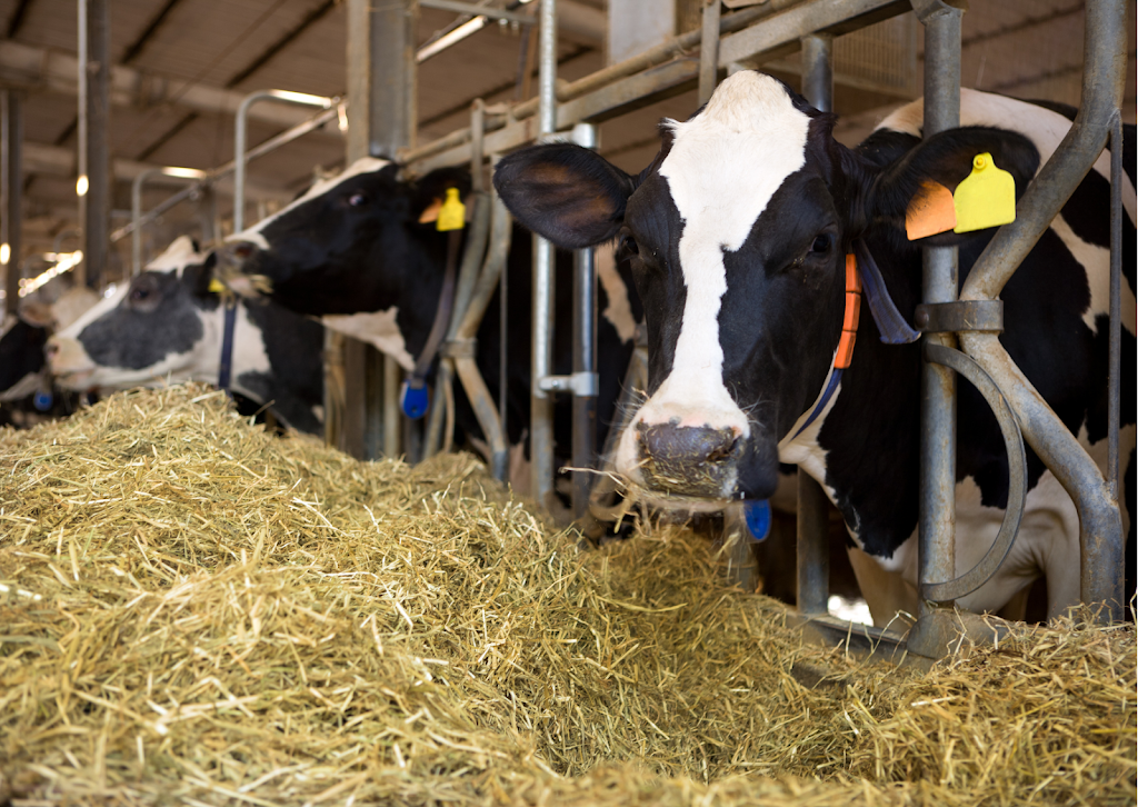 Agrotec Bois-Francs Inc | 304 Rte de la Grande-Ligne, Victoriaville, QC G6T 0E9, Canada | Phone: (819) 752-6101