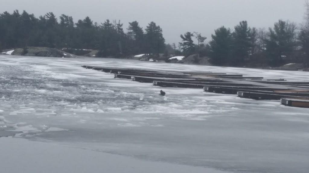 King Bay Marina | 1435 Ogemawahj Rd, MacTier, ON P0C 1H0, Canada | Phone: (705) 375-2464