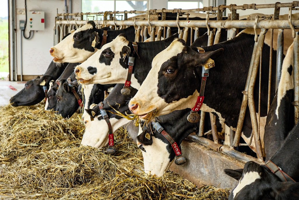 Mapletons Organic Dairy | 8548 Wellington St N, Moorefield, ON N0G 2K0, Canada | Phone: (519) 638-1115