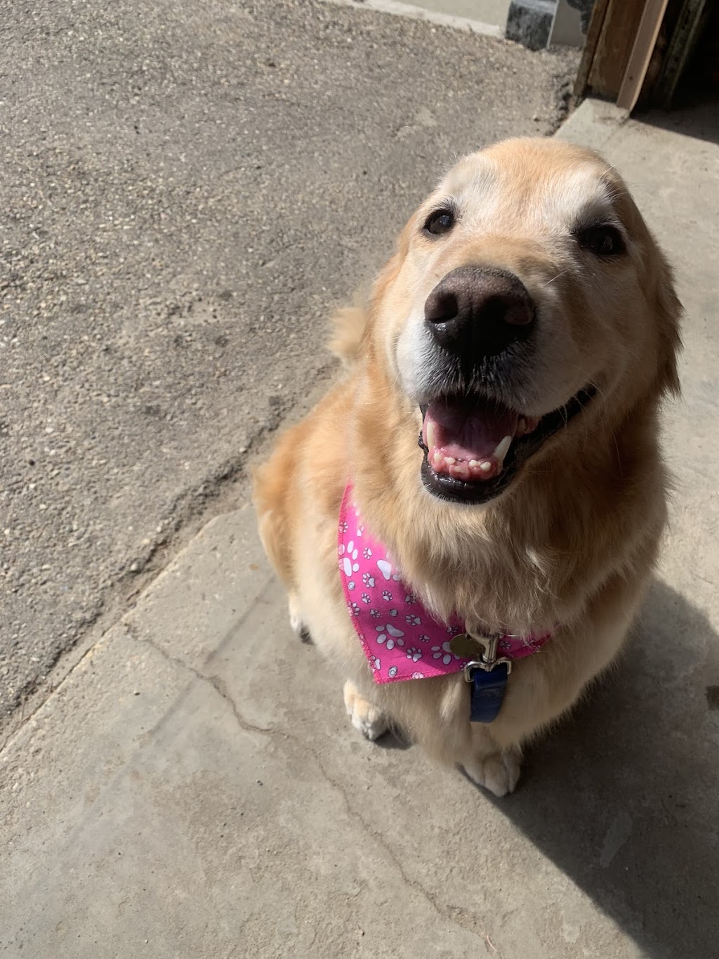 Dainty Dogs Spa Ltd. | 206 21252 Twp Rd 540, Ardrossan, AB T8G 2A1, Canada | Phone: (780) 243-7701