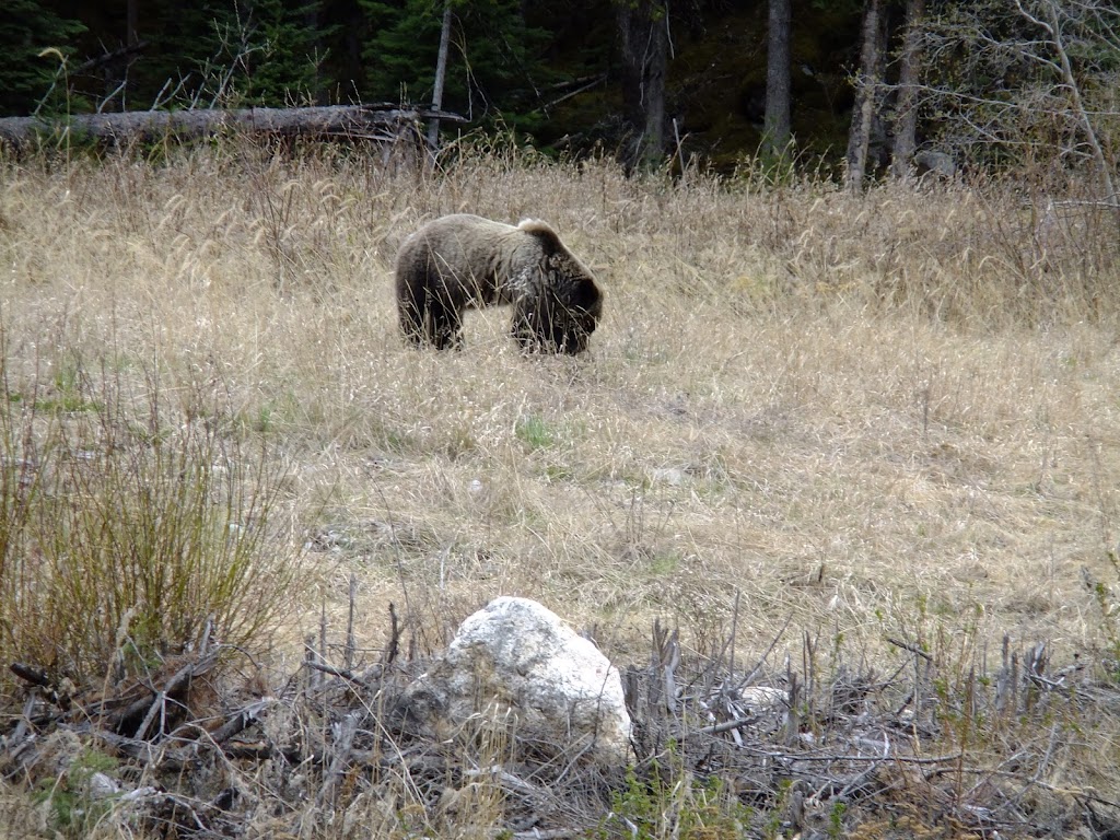 Lone Wolf Tours | 251 Berwick Dr NW, Calgary, AB T3K 1P6, Canada | Phone: (403) 246-9586