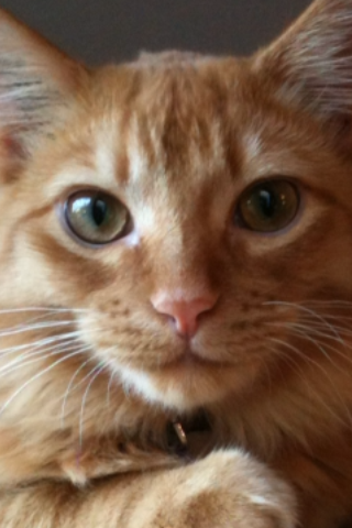 Tsawwassen Animal Hospital Ltd | 1835 56 St, Delta, BC V4L 2B4, Canada | Phone: (604) 943-9385