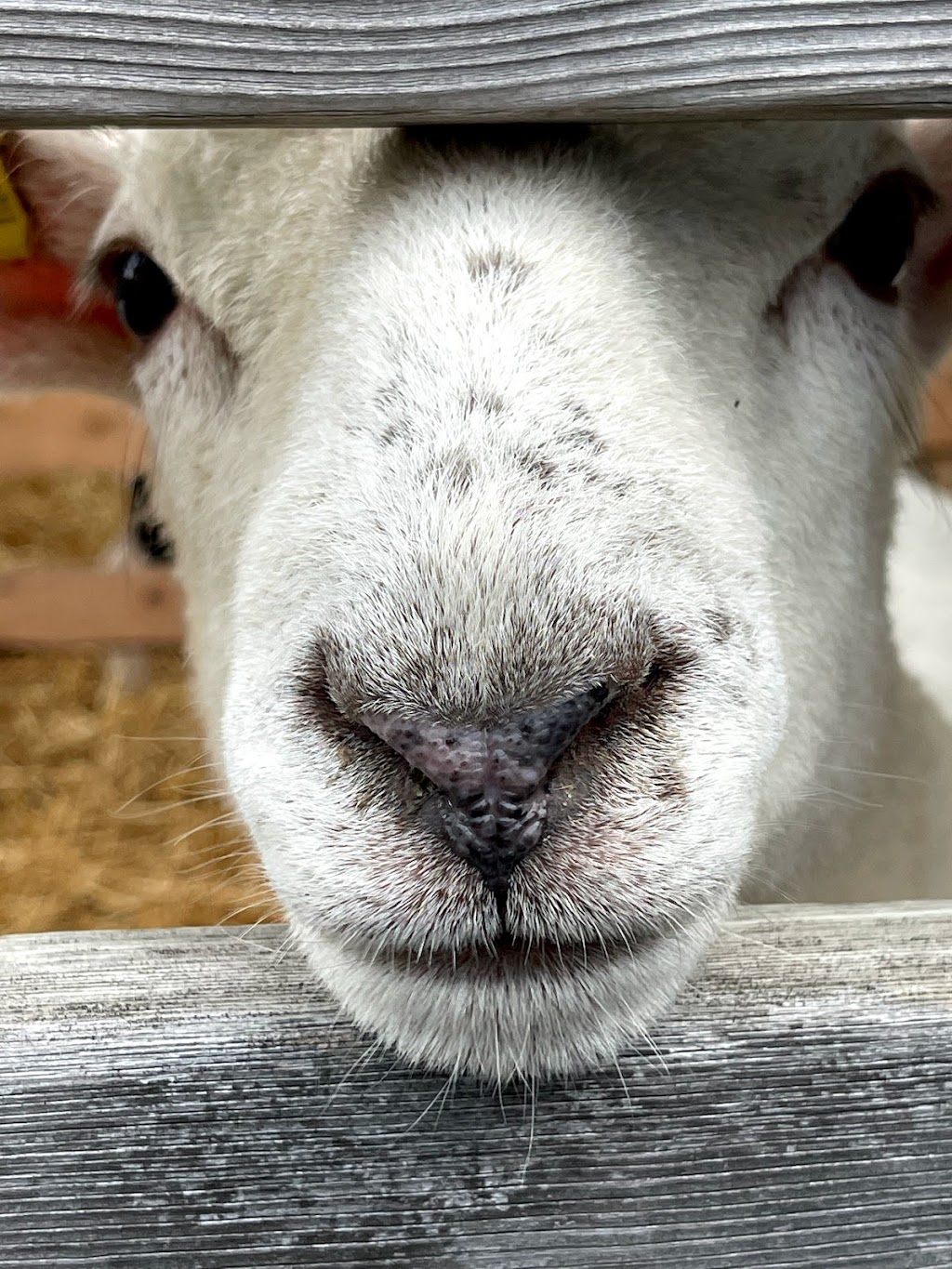 Bayfield Agricultural Society Grounds | 1 Fry St, Bayfield, ON N0M 1G0, Canada | Phone: (519) 482-5490