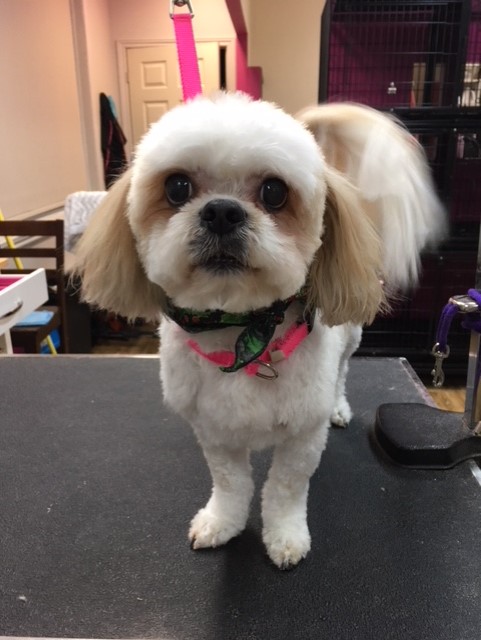 Salon Miss Lady | 1930 Rue de lInterlude, Québec, QC G3K 0R6, Canada | Phone: (418) 843-4721