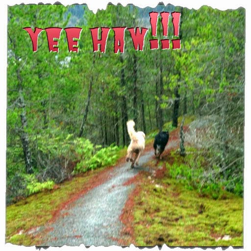 DogZen | Wellington Dr, North Vancouver, BC V7K 1L1, Canada | Phone: (604) 889-4041