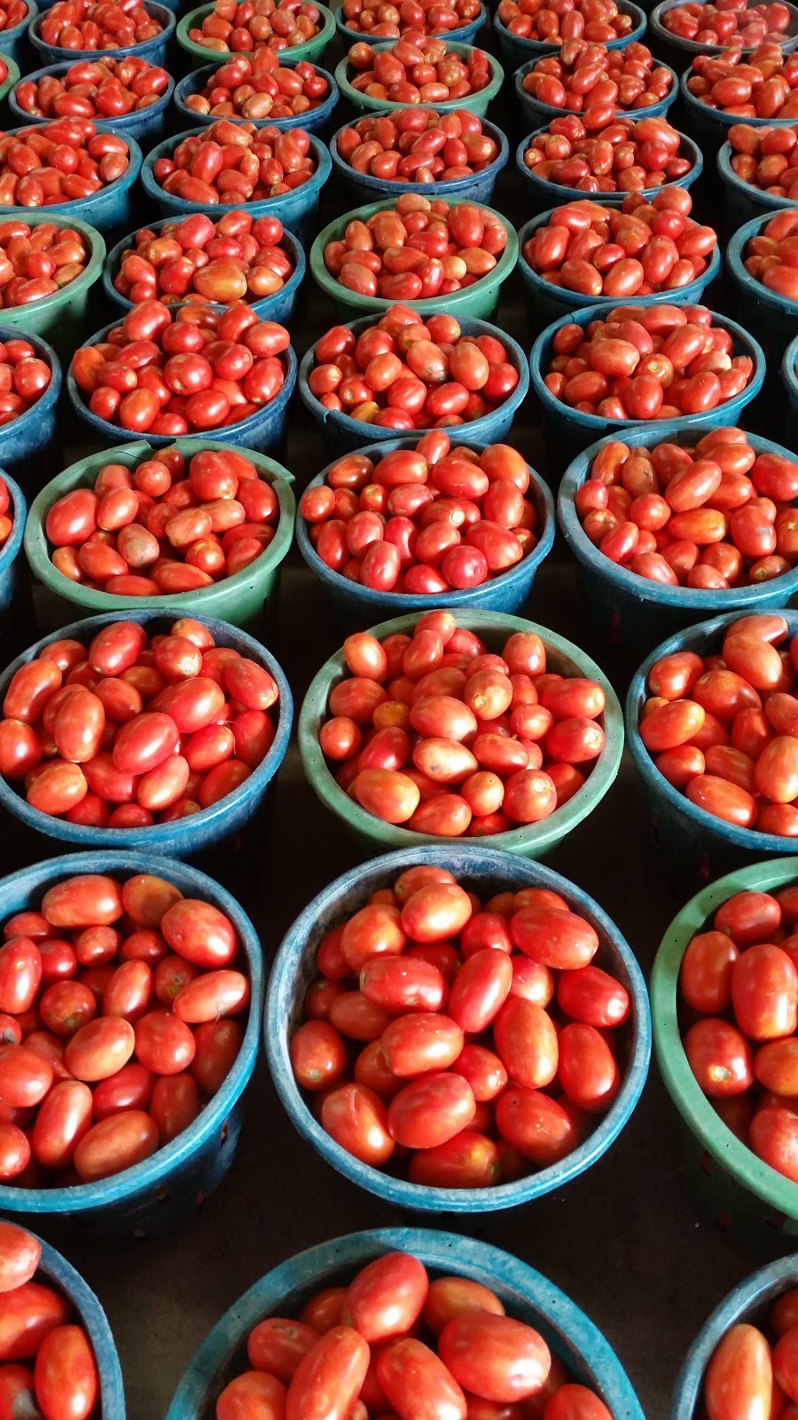 Sunrise Farms | 2190 Seacliff Dr, Kingsville, ON N9Y 2N5, Canada | Phone: (519) 326-5813