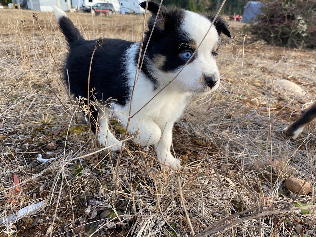 Ravine Acres Miniature Australian Shepherds | Box 258, Merville, BC V0R 2M0, Canada | Phone: (780) 387-8697