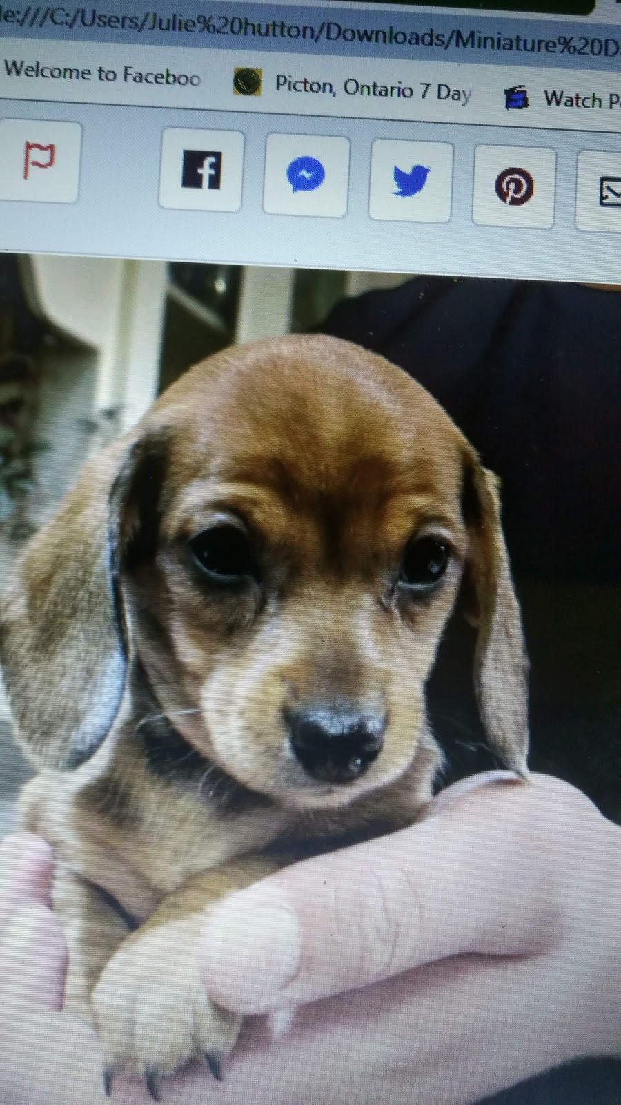 Pet Valu | 120 Thames St N, Ingersoll, ON N5C 4B1, Canada | Phone: (519) 425-1544