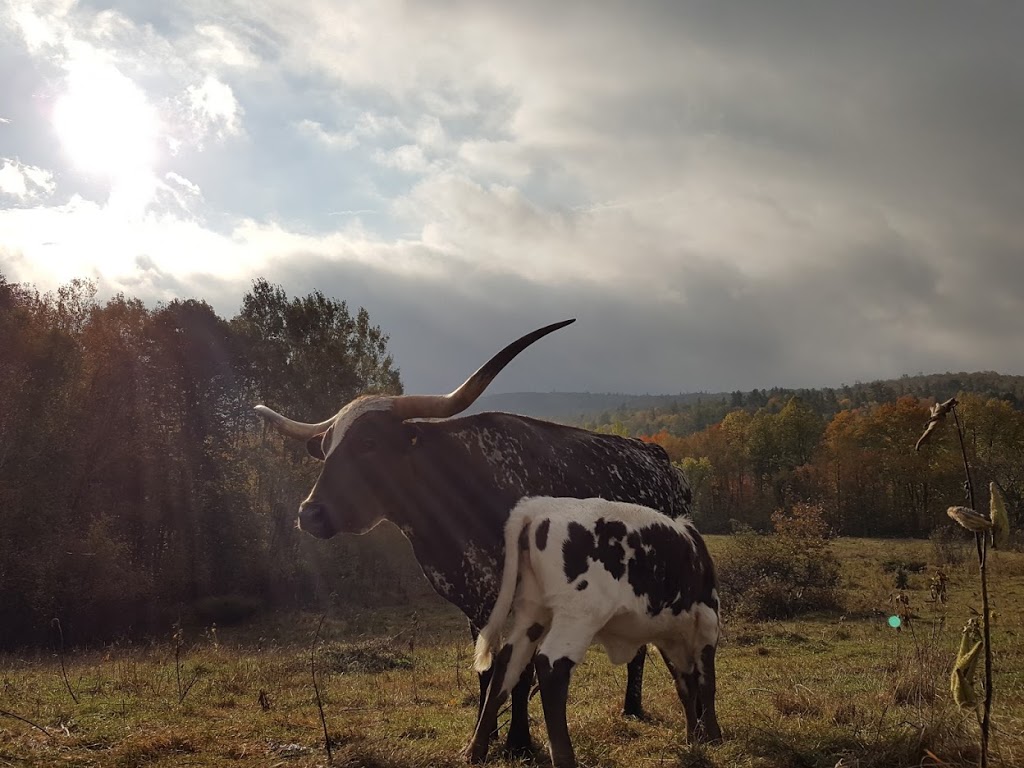 Opeongo Springs Longhorn Grass Fed Beef | 2290 Opeongo Rd W, Eganville, ON K0J 1T0, Canada | Phone: (613) 415-1506