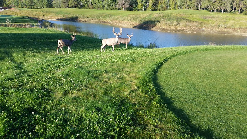 Athabasca Golf & Country Club | 1 Highway 813 & Golf Course Rd, AB T9S 2B7, Canada | Phone: (780) 675-4599