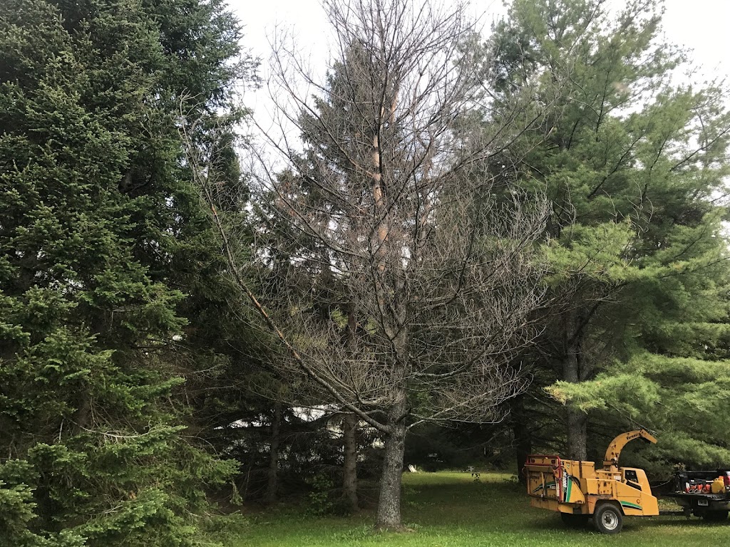 Tree North Inc. | 11 The Granite Bluff, Bracebridge, ON P1L 1L4, Canada | Phone: (705) 221-6860
