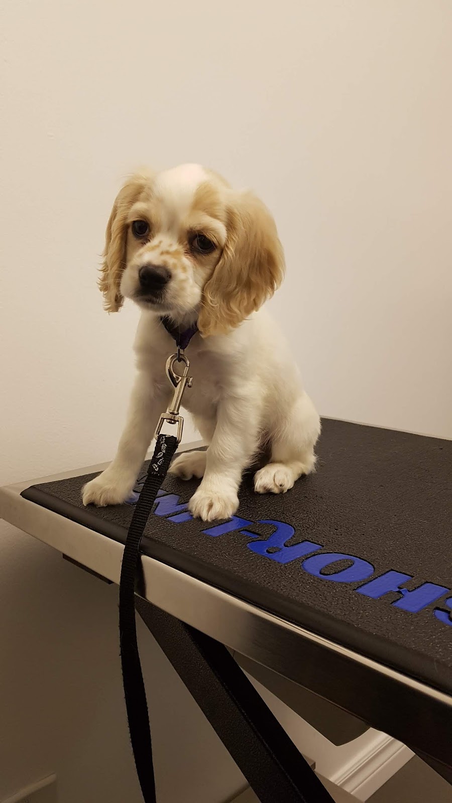 Mississauga Animal Hospital | 365 Dundas St E, Mississauga, ON L5A 1X3, Canada | Phone: (905) 270-4784