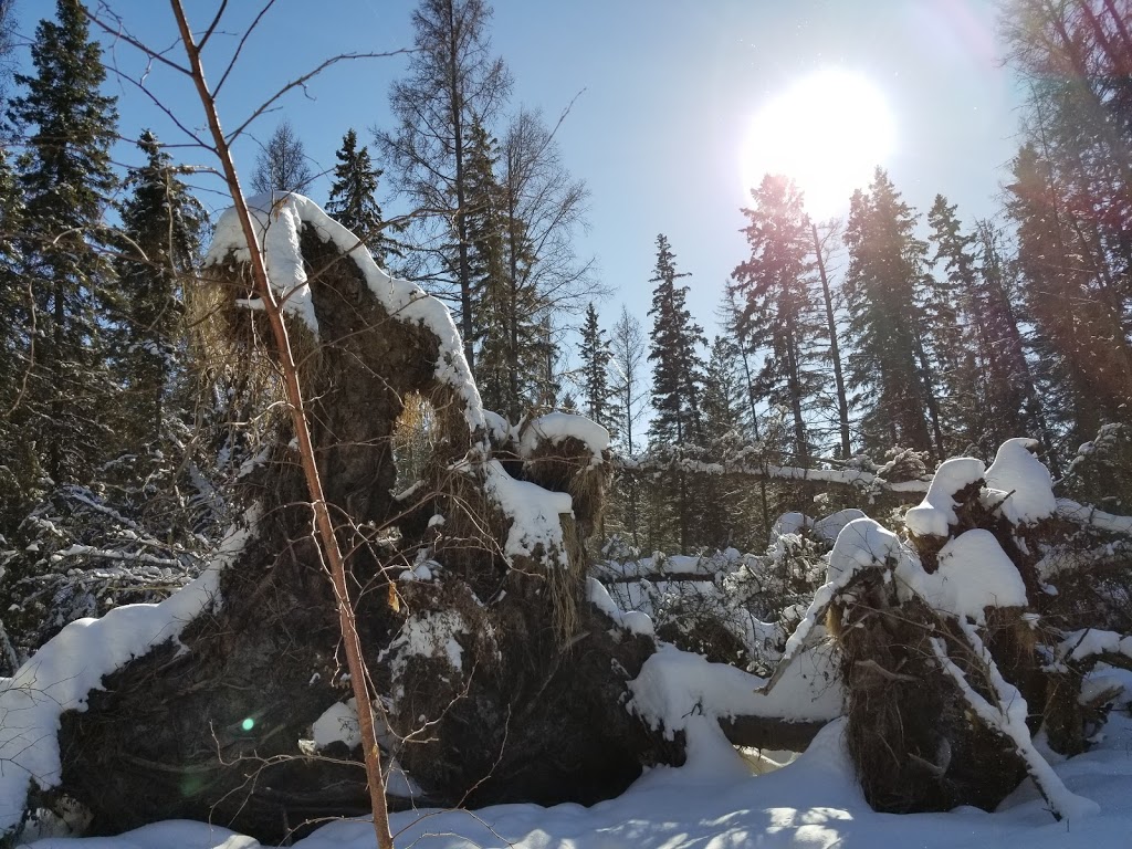 Wagner Natural Area | 30531 118 Ave., Acheson, AB T7X 6M5, Canada