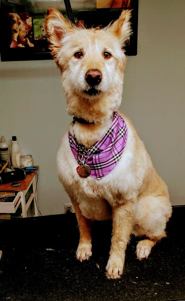 Dogs N Dos | 21 Victoria Ave, Parry Sound, ON P2A 2C2, Canada | Phone: (705) 746-2333