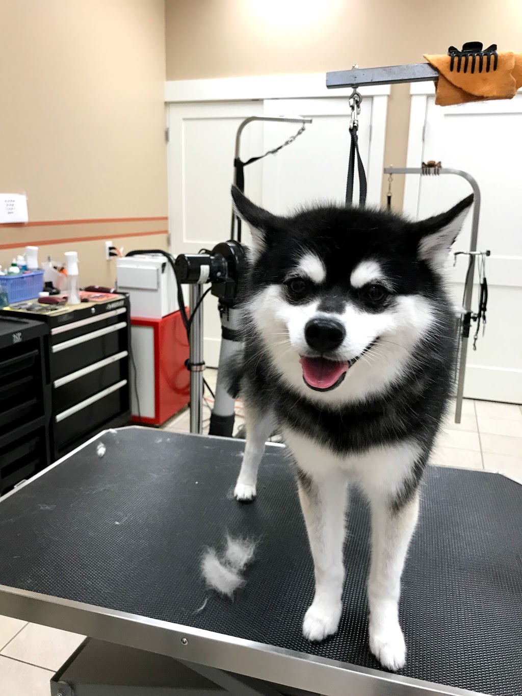 Sweet Paws Dog Grooming Services | Canada, British Columbia, Richmond, Bayview St, Suite 105 | Phone: (604) 285-7425