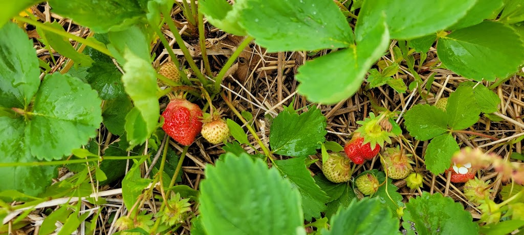 Shore Breeze Farm | 7533 PE-19, Bonshaw, PE C0A 1C0, Canada | Phone: (902) 393-2033